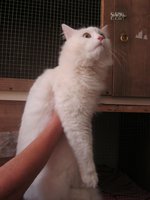 кошки Атланта 019.JPG