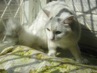 кошки Атланта 020.JPG