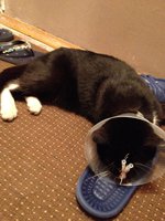 фотография (15).JPG