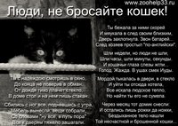 кошка5.jpg