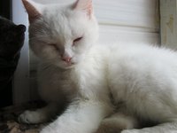 атлант кошки 151.JPG