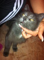 КОТИК12.jpg