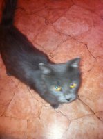 КОТИК13.jpg