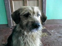 Фото-0562. Дик2.JPG
