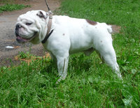 20120905210911_dog.jpg