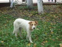 песик3.jpg
