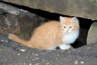 котенок.jpg