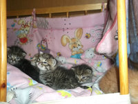 Котята кати2.jpg