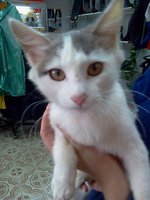 Котенок.jpg