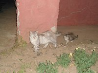 DSC04309.JPG