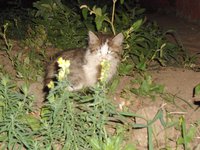 DSC04324.JPG