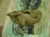 DSC06163.JPG
