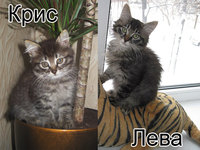 похожесть.jpg