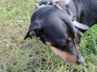 IMG_0129.gif