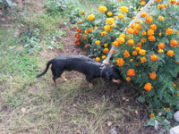 IMG_0131.gif