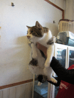 IMG_0141.gif
