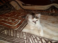 SAM_1163.JPG