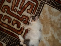 SAM_1169.JPG