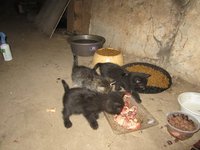 IMG_4540.JPG