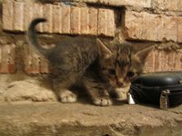 IMG_4533.JPG