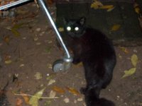 черная кошка 2.jpg
