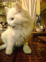 DSC06263.JPG