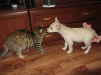 IMG_1061.jpg