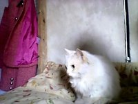 кошечка1.jpg