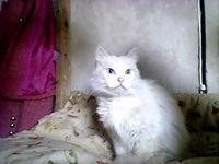 кошечка2.jpg