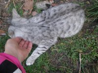 котята.jpg