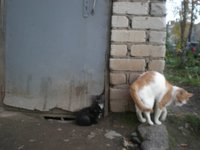 котята1.jpg
