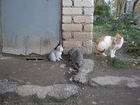 котята2.jpg