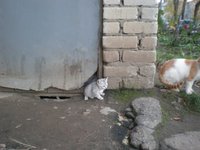 котята3.jpg