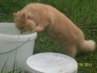 котик1.jpg
