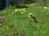 котик2.jpg