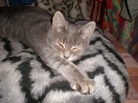 котик8.jpg