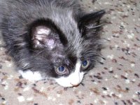DSC00111.jpg
