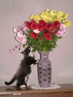 DSC00076.jpg
