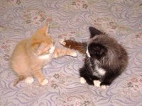 DSC00027.jpg