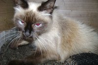 DSC00732.JPG